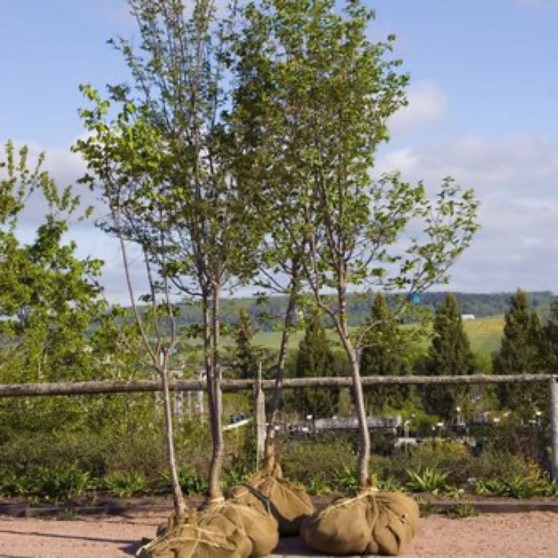 {SERVICE_NAME} project in Euless