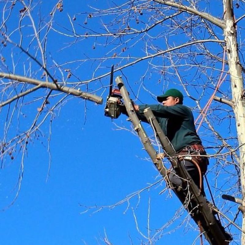 Tree Trimming in Euless