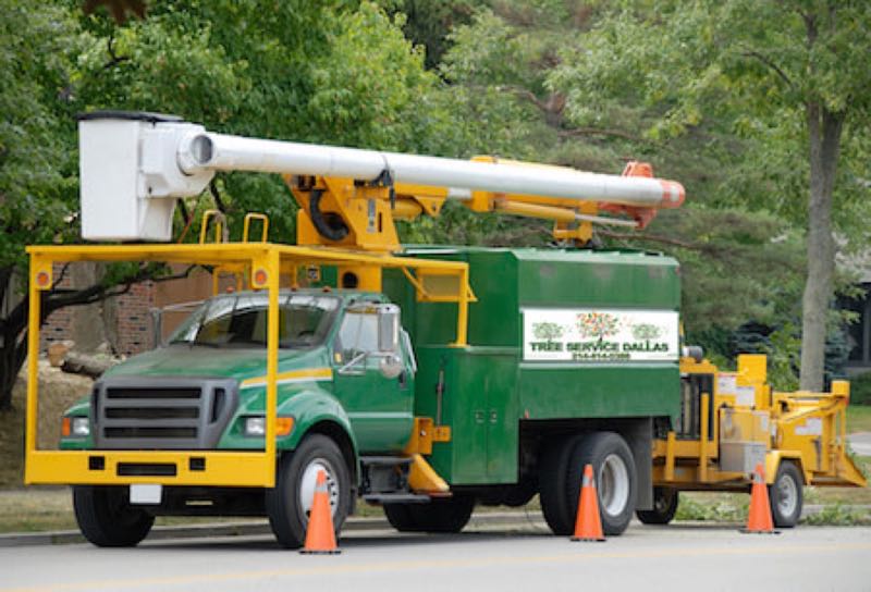 Large Oak Trimming in Euless