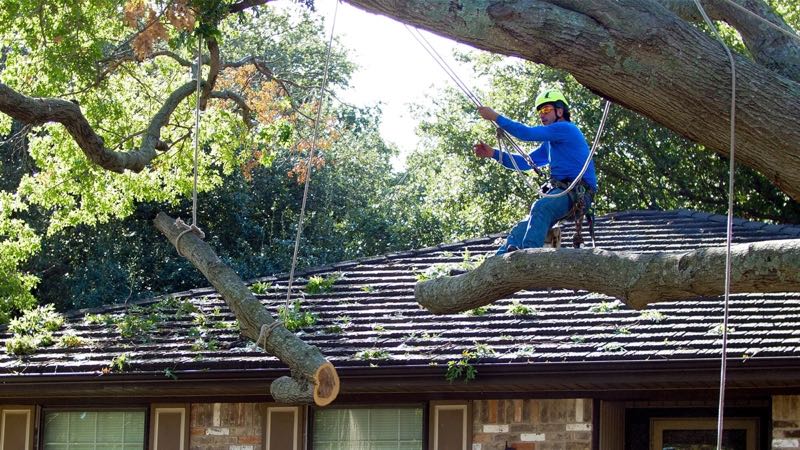 Canopy Trimming in Euless
