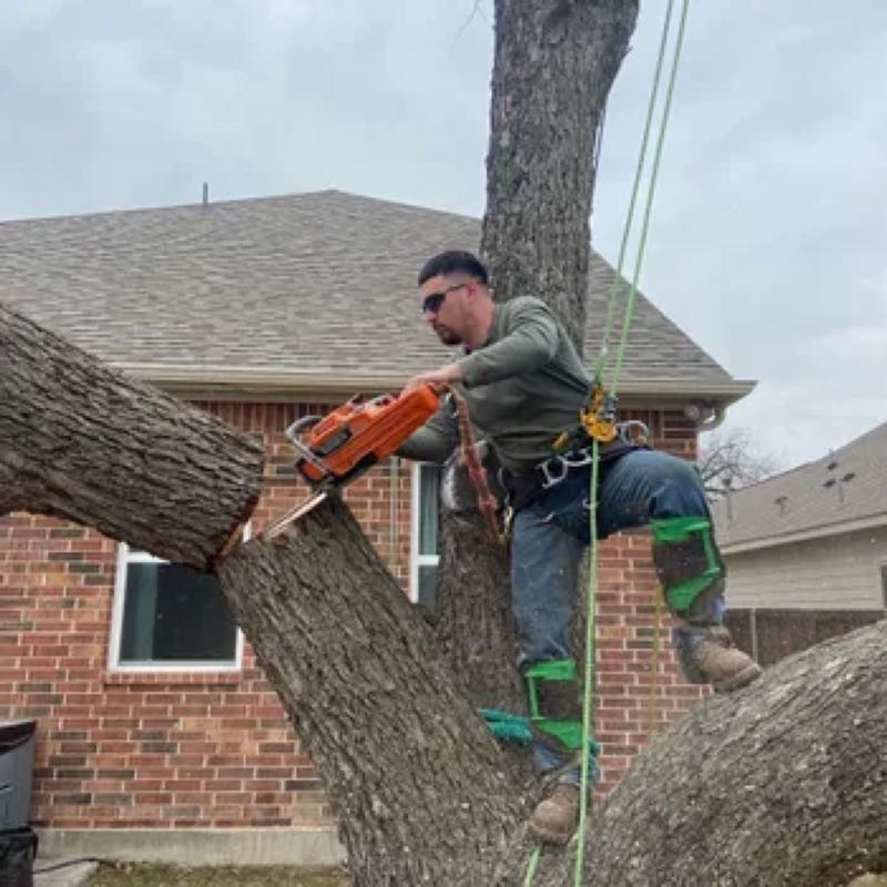 Tree Trimming Project near Arlington