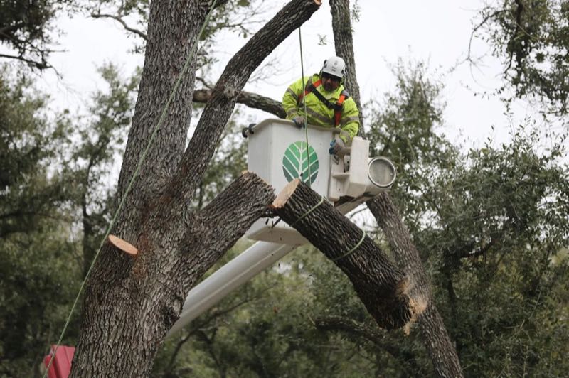 Tree Removal near Arlington